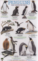 Penguins from Around the World - Uko Gorter