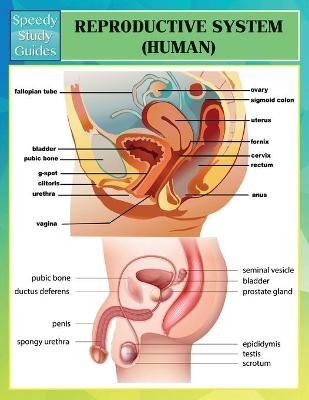 Reproductive System (Human) (Speedy Study Guides) -  Speedy Publishing LLC