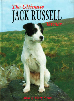 The Ultimate Jack Russell Terrier - 