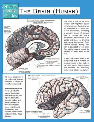 The Brain (Human) (Speedy Study Guide) -  Speedy Publishing LLC