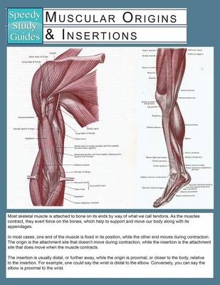 Muscular Origins & Insertions (Speedy Study Guide) -  Speedy Publishing LLC