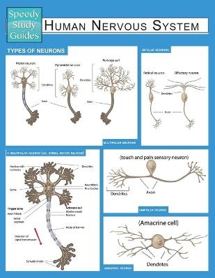 Human Nervous System (Speedy Study Guide) -  Speedy Publishing LLC