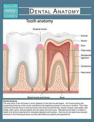 Dental Anatomy (Speedy Study Guide) -  Speedy Publishing LLC