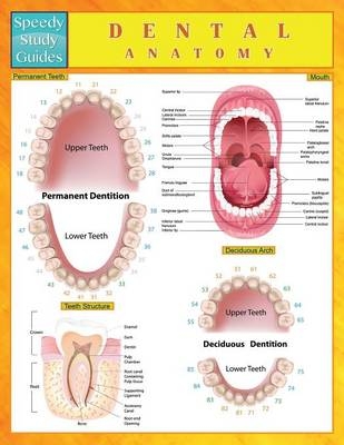 Dental Anatomy (Speedy Study Guides) -  Speedy Publishing LLC