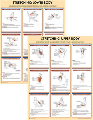 Stretching Anatomy Poster Series - Human Kinetics