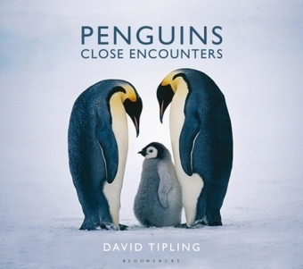 Penguins - David Tipling