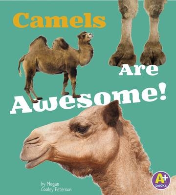 Camels Are Awesome! -  Allan Morey