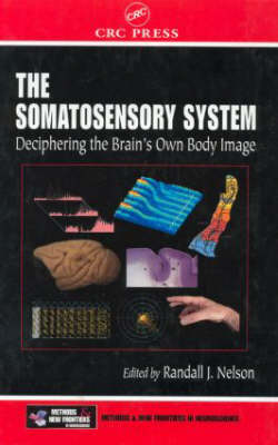 The Somatosensory System - 