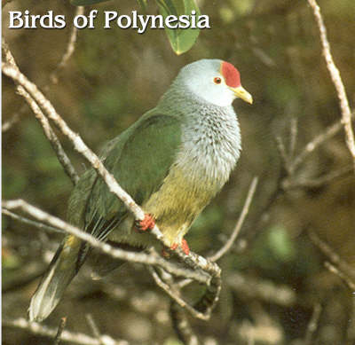 Birds of Polynesia - Leslie B. McPherson