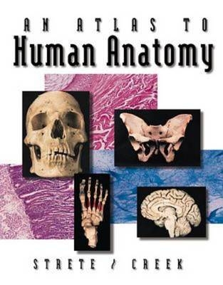 An Atlas To Human Anatomy by Strete/Creek - Dennis Strete, Christopher Creek