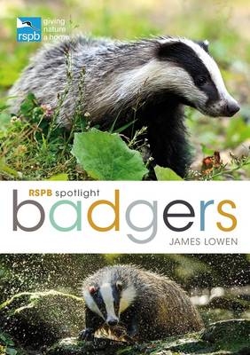 RSPB Spotlight: Badgers -  Lowen James Lowen