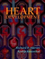 Heart Development - 