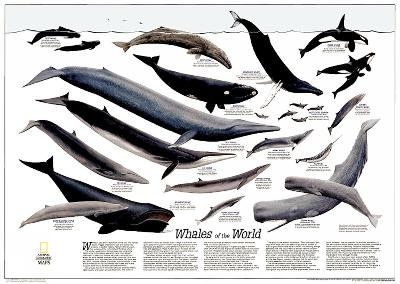 Whales Of The World Flat - National Geographic Maps