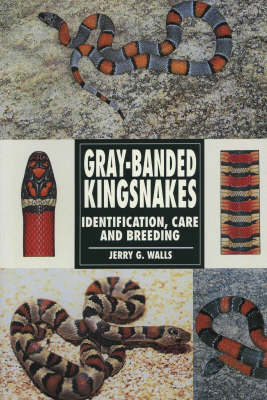 Grey-banded Kingsnakes - Jerry G. Walls