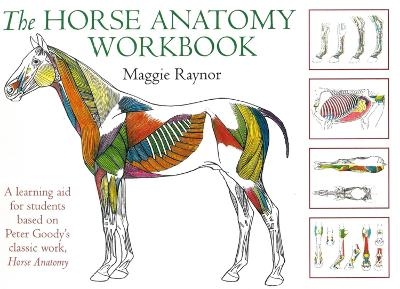Horse Anatomy Workbook - Maggie Raynor