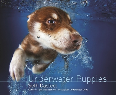 Underwater Puppies - Seth Casteel