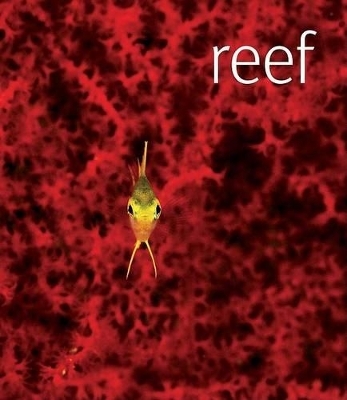 Reef - 