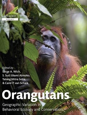 Orangutans - 