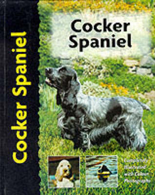 Cocker Spaniel - Haja Van Wessem