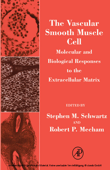 Vascular Smooth Muscle Cell - 