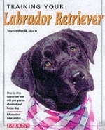 Training Your Labrador Retriever - September B Morn
