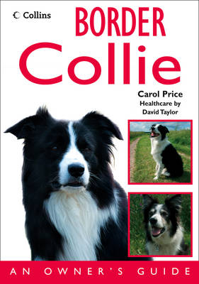 Border Collie - Carol Price