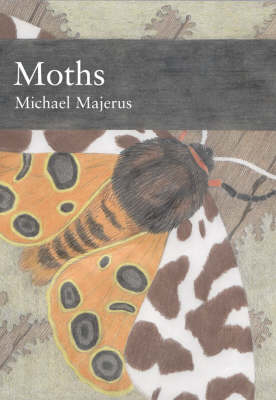 Moths - Michael Majerus