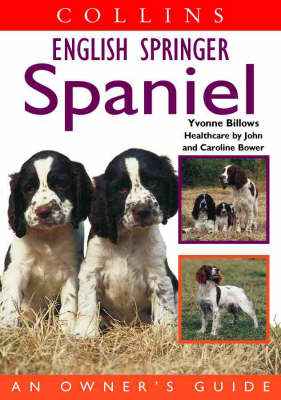 English Springer Spaniel - Yvonne Billows