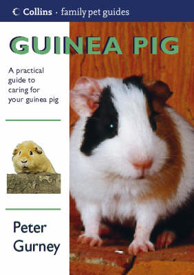 Guinea Pig - Peter Gurney