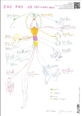 ZNS PNS 12 Hirnnerven Spinalnervenplexus - A3 - Katrin Rätzke