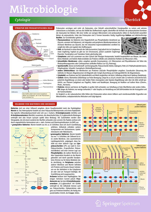 Lerntafel: Mikrobiologie im Überblick