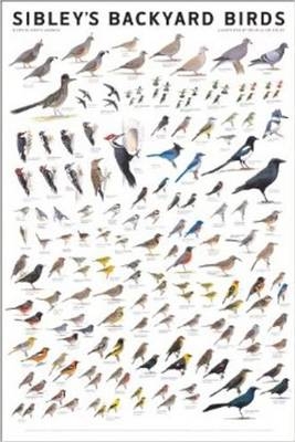 Sibley's Backyard Birds - David Allen Sibley