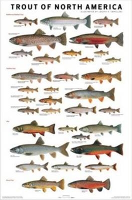 Trout of North America Poster - Joseph R. Tomelleri