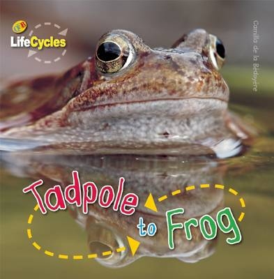 Tadpole to Frog - Camilla de la Bedoyere