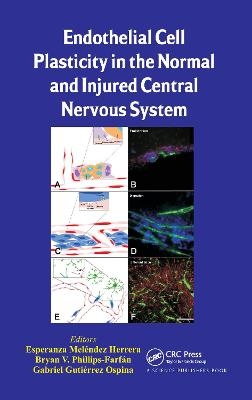 Endothelial Cell Plasticity in the Normal and Injured Central Nervous System - 
