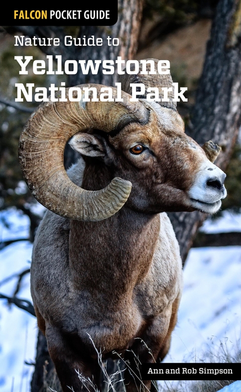 Nature Guide to Yellowstone National Park -  Ann Simpson,  Rob Simpson