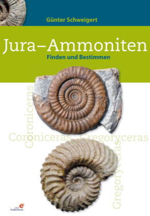 Jura-Ammoniten - Günter Schweigert