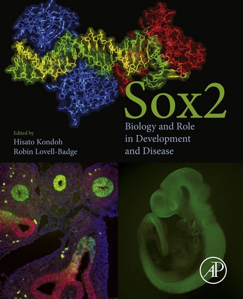 Sox2 - 