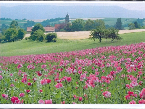 Doppelkarte C6 " Mohnfeld mit Blick auf Germerode ", mit Umschlag - 