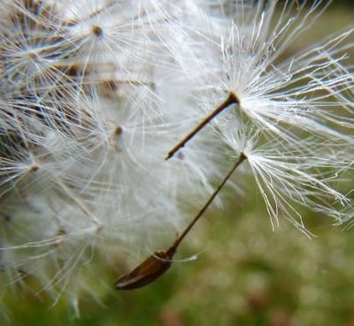 Lawn Lore - Nadia Kingsley