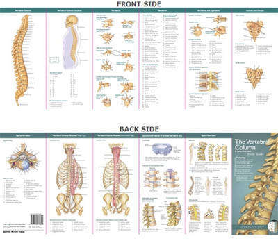 Anatomical Chart Company's Illustrated Pocket Anatomy: The Vertebral Column & Spine Disorders Study Guide