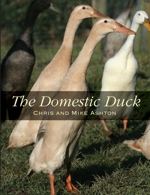 Domestic Duck - Mike Ashton