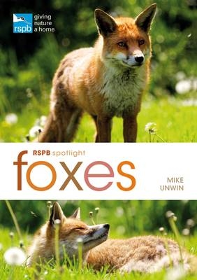 RSPB Spotlight: Foxes -  Unwin Mike Unwin