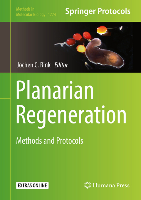 Planarian Regeneration - 