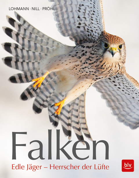 Falken - Michael Lohmann