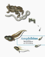 Amphibios - Vom Wunder der Verwandlung - Fritz Jürgen Prof. Obst