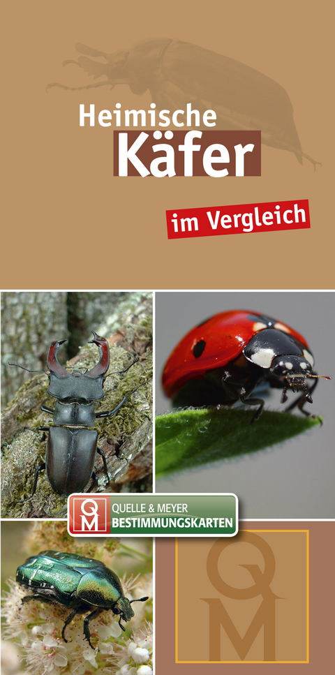 Heimische Käfer im Vergleich - 