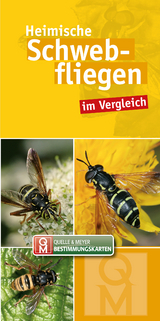 Heimische Schwebfliegen - 