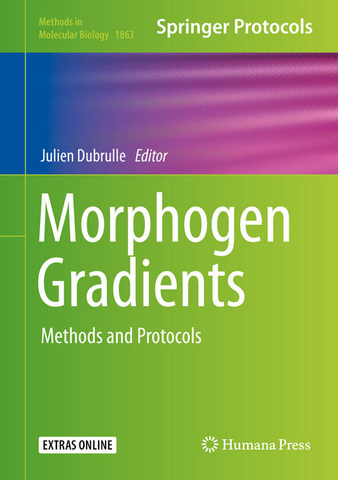 Morphogen Gradients - 