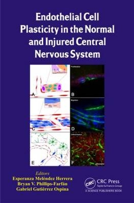 Endothelial Cell Plasticity in the Normal and Injured Central Nervous System - 